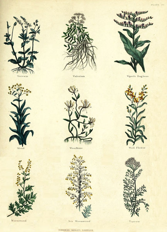 Herbal Knowledge Belongs to Everyone