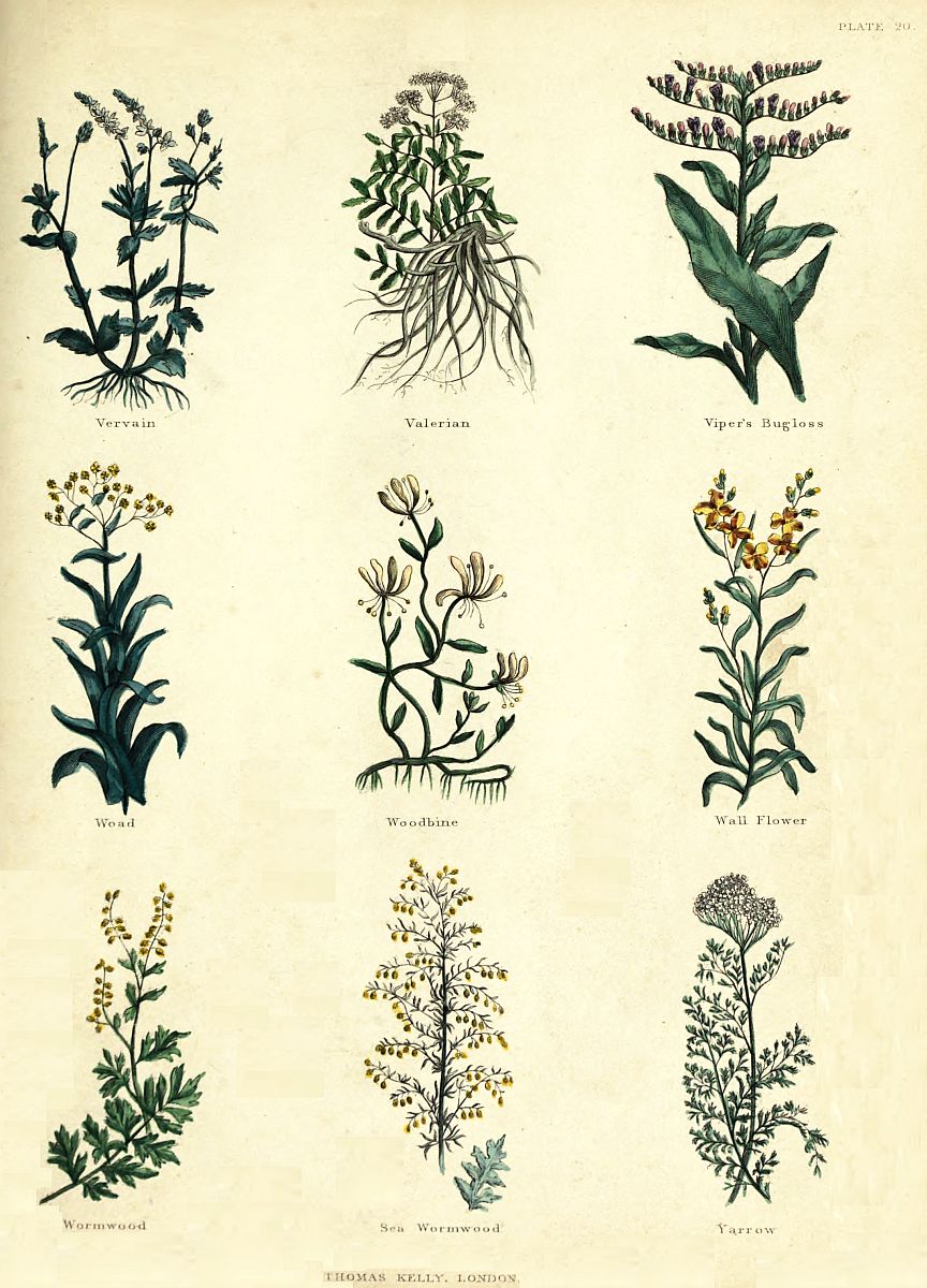 Herbal Knowledge Belongs to Everyone