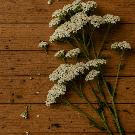 Yarrow: The Soldier’s Herb